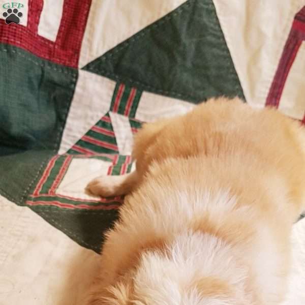 Kiki, Border Collie Puppy